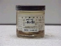 藏品(背點棘赤刀魚)的圖片